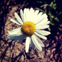 Белый День - Ромашка-ромашка, цветок полевой