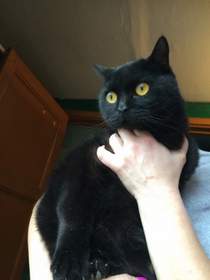 Браво - Черный кот(минус)