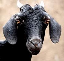 Черные глаза - Черная коза