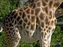 детская - У жирафа пятна пятна пятна пятнышки везде
