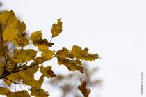 Колибри - Желтый лист осенний