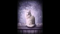 Мельница - Колыбельная (Белая кошка) - Обернусь я белой кошкой