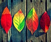 Зара - Осенние Листья