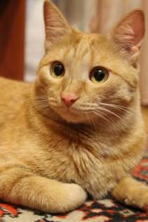 Талисман - Рыжий кот как солнышко сияет