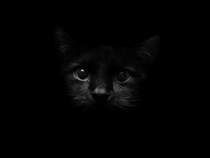Тбили Тёплый - Черный кот