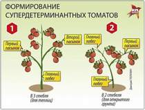 ЗВЕРИ - Никуда не надо