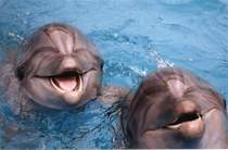Звуки Природы - мечта дельфина
